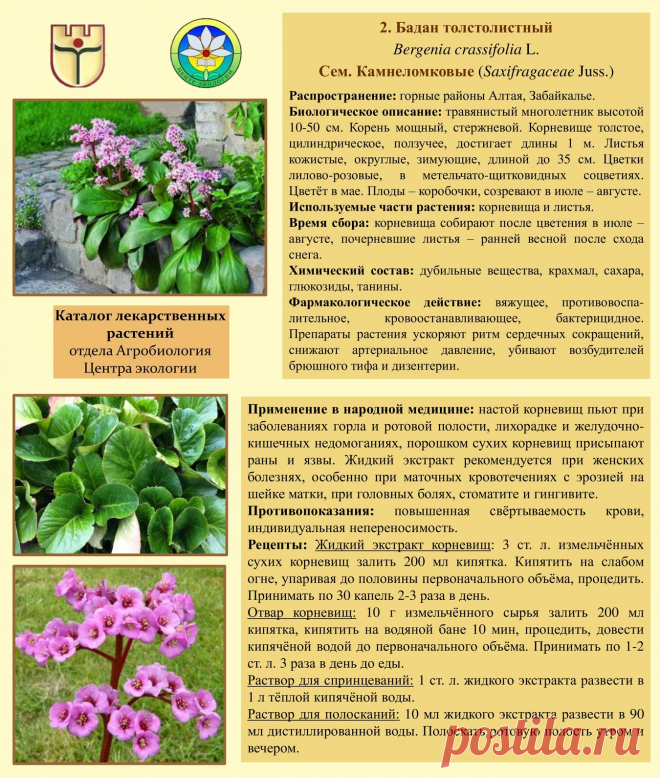 Бадан толстолистный