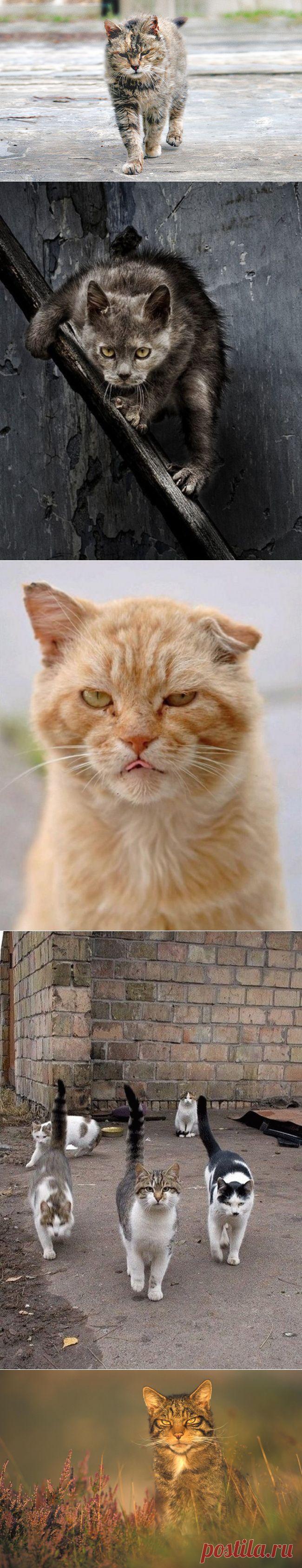Суровые дворовые коты