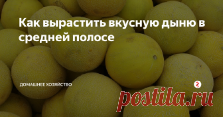 Как вырастить вкусную дыню в средней полосе Сладкая, сочная, ароматная дыня всегда желанная гостья на наших столах. Помимо прекрасных вкусовых качеств дыня содержит много микроэлементов полезных для нашего здоровья. Не каждый огородник решится вырастить эту «южанку» у себя на участке, поскольку считается, что дыня капризная культура. Сегодня мы расскажем, как правильно ухаживать за дынями, чтобы получить большой урожай.
Выбор сорта
Чтобы пл