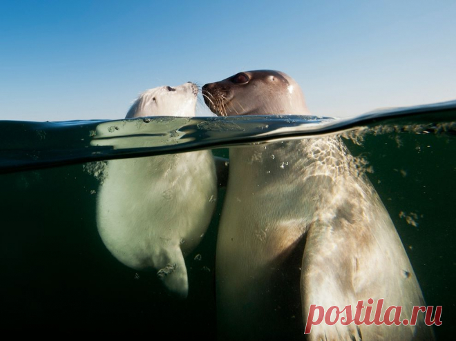 Галерея: Лучшие фотографии National Geographic за июнь