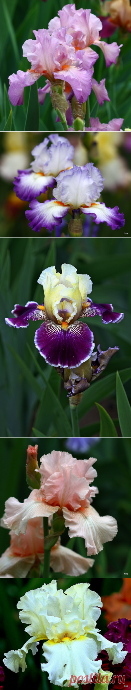 Ирисы! Они приглашены на званый бал цветов, самых прекрасных! Часть 3