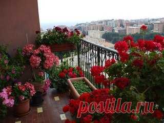 ВСЯ ПРАВДА О СТИМУЛЯТОРАХ РОСТА РАСТЕНИЙ
Сохраните, чтобы не потерять

Сок алоэ 
Может быть использован для замачивания семян баклажана, капусты и салата, но не годится для обработки семян перца, луков, сельдерея и тыквенных культур. Для замачивания используют неразбавленный сок алоэ, полученный из трехлетних или еще более старых листьев, имеющих интенсивную зеленую окраску. 
 
Не подойдут посветлевшие или пожелтевшие листья и листья с сухими кончиками. У многолетнего раст...