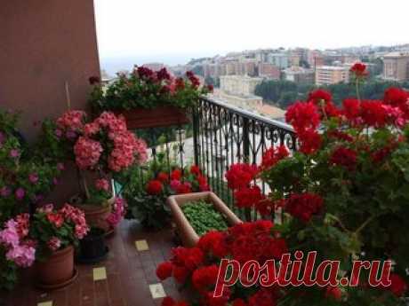 ВСЯ ПРАВДА О СТИМУЛЯТОРАХ РОСТА РАСТЕНИЙ
Сохраните, чтобы не потерять

Сок алоэ 
Может быть использован для замачивания семян баклажана, капусты и салата, но не годится для обработки семян перца, луков, сельдерея и тыквенных культур. Для замачивания используют неразбавленный сок алоэ, полученный из трехлетних или еще более старых листьев, имеющих интенсивную зеленую окраску. 
 
Не подойдут посветлевшие или пожелтевшие листья и листья с сухими кончиками. У многолетнего раст...