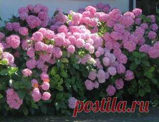 (29) Одноклассники - Покупка и посадка гортензии. Советы