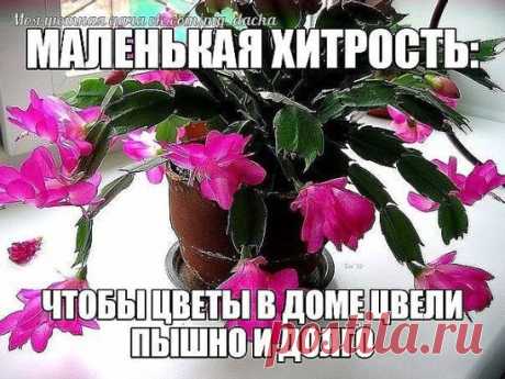 МАЛЕНЬКАЯ ХИТРОСТЬ: ЧТОБЫ ЦВЕТЫ В ДОМЕ ЦВЕЛИ ПЫШНО И ДОЛГО!
Давно ли Ваш любимый цветок цвел, как в магазине цветов, не помните? Вот и я уже почти позабыла. Вроде и подкармливаю его, а он все не радует пышным цветением. 
Маленькая хитрость: чтобы цветы в доме цвели пышно и долго!
Но вот недавно зашла в гости к подруге, а у неё цветы просто загляденье, все цветут, как на подбор. Как же так? Оказывается есть одна маленькая хитрость, для того чтобы цветок цвел пышно и долго нужна специальная подкор