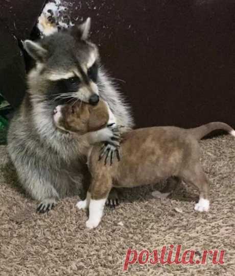 Забавные животные, которые могут вызвать улыбку / Питомцы