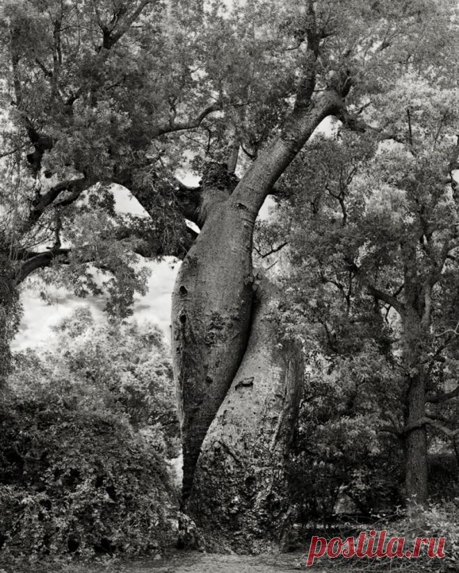 Женщина посвятила жизнь фотографированию самых старых деревьев в мире