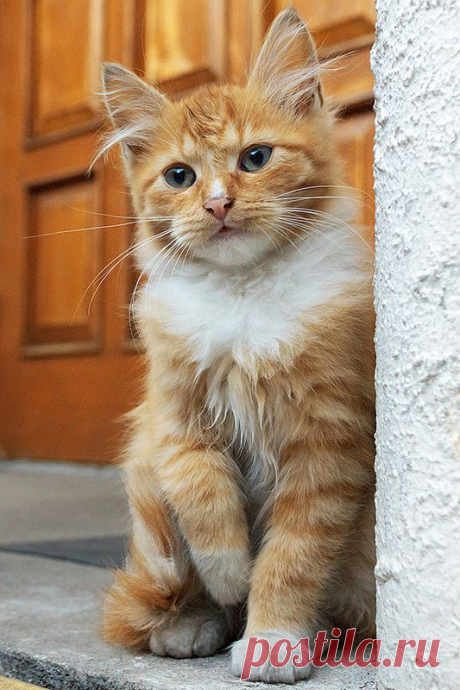 Рыженький