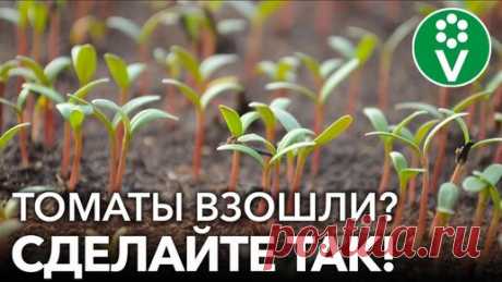 Что сделать сразу после всходов томатов для коренастой и здоровой рассады? И почему именно сейчас | Procvetok | Дзен