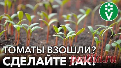 Что сделать сразу после всходов томатов для коренастой и здоровой рассады? И почему именно сейчас | Procvetok | Дзен
