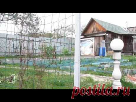 Клематисы  зимовали на опоре.Что получилось. ВЫВОДЫ.