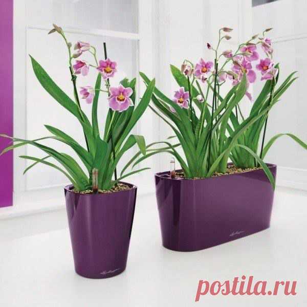 (6) Секреты мудрой хозяйки
