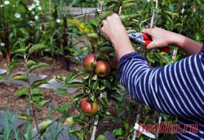 КАК ПРАВИЛЬНО УХАЖИВАТЬ ЗА ЯБЛОНЯМИ, ЧТОБЫ СОХРАНИТЬ И УВЕЛИЧИТЬ УРОЖАЙ ЯБЛОК