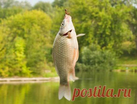 Уклейка на сто баксов | Блоги о даче и огороде, рецептах, красоте и правильном питании, рыбалке, ремонте и интерьере