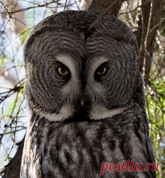 Автор: Виктор Крачковский

Бородатая неясыть