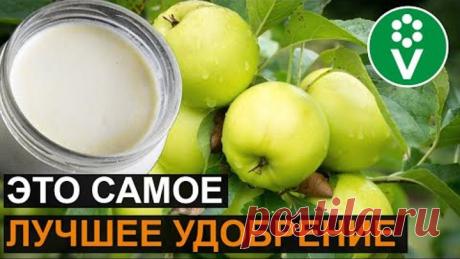 От ЭТОЙ подкормки яблони будут ломиться от урожая! Подкормка яблони дрожжами