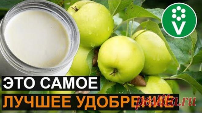 От ЭТОЙ подкормки яблони будут ломиться от урожая! Подкормка яблони дрожжами