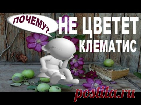 НЕ ЦВЕТЕТ КЛЕМАТИС?  – 10 ответов от Нины Петруша и канала КЛЕМАТИС TV - почему не цветет клематис