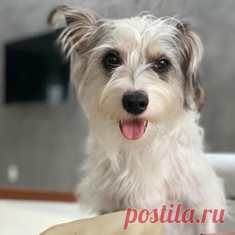 O Que Se Passa na Cabeça de um Cachorro?