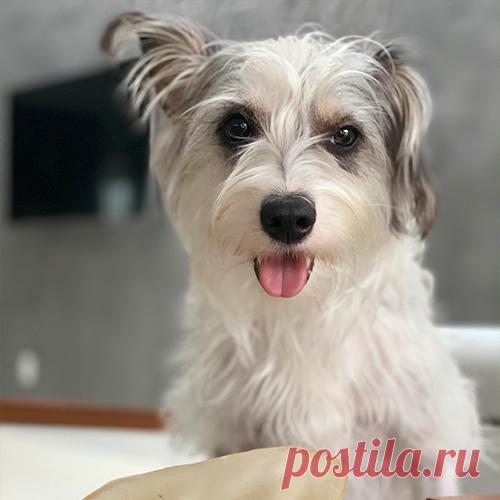 O Que Se Passa na Cabeça de um Cachorro?