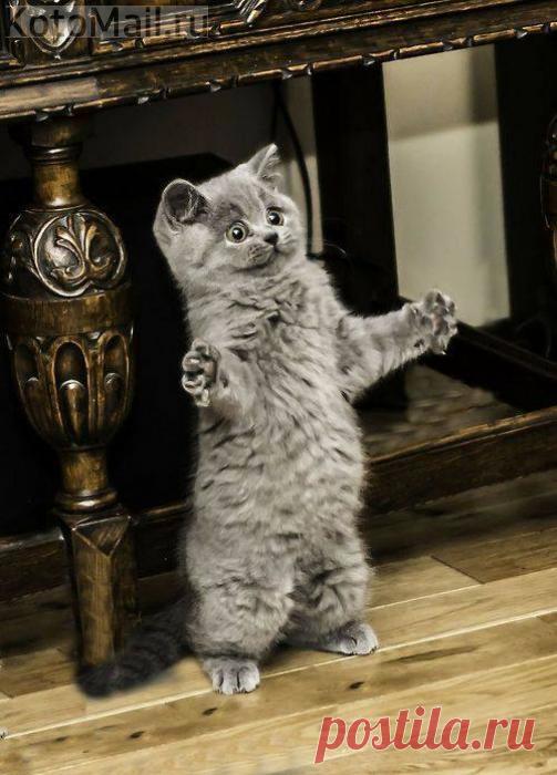 К обнимашкам готов!