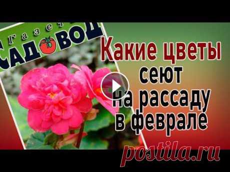 Семена каких цветочных культур сеют на рассаду в феврале. На какую глубину сеют семена. Способы посева. О сроках посева цветов на рассаду и о сроках в...