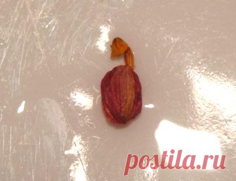 Причины опадания бутонов у орхидей