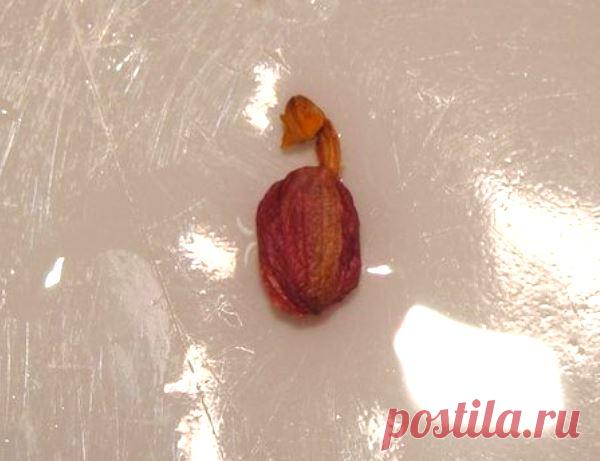 Причины опадания бутонов у орхидей