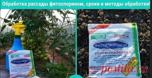ФИТOCПОРИН ИСПОЛЬЗУЕМ до того как, а не после!
«Фитоспорин» — это препарат, защищающий растения против всех грибных и бактериальных заболеваний, к тому же он является отличным гумминовым (органическим) удобрением. Экологически безопасен.
Законсервированная в нем живая бактерия-хищница Bacillis subtilis живет и «работает» в почвах при температурах от –20 до +40 °С, так это она продолжает очищать почву от болезнетворных микроорганизмов.
«Фитоспорином» удобно пользоваться. Вы...
