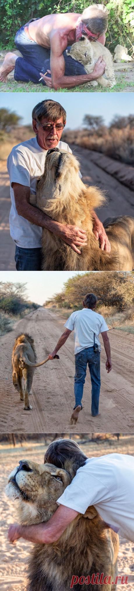 11 лет дружбы между львом и человеком, который его спас