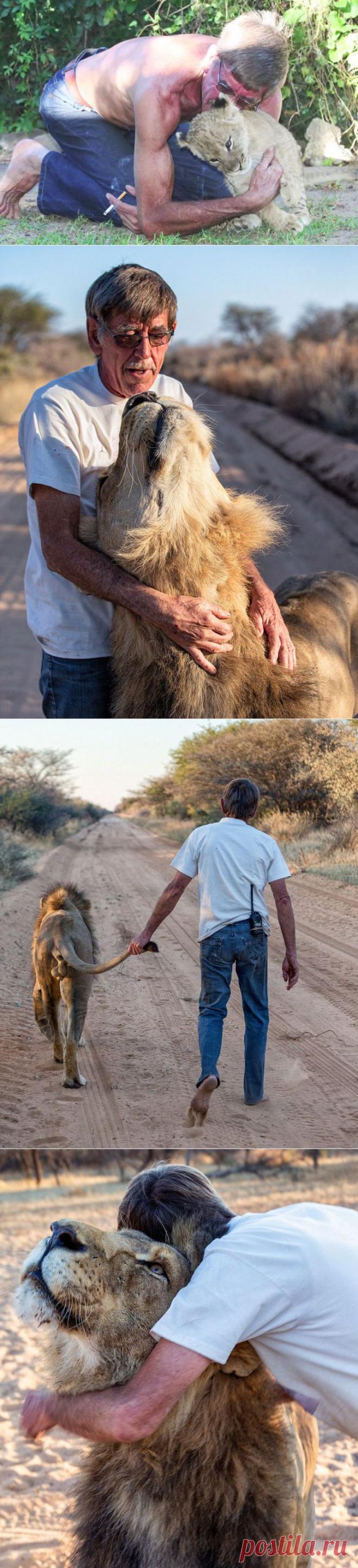 11 лет дружбы между львом и человеком, который его спас