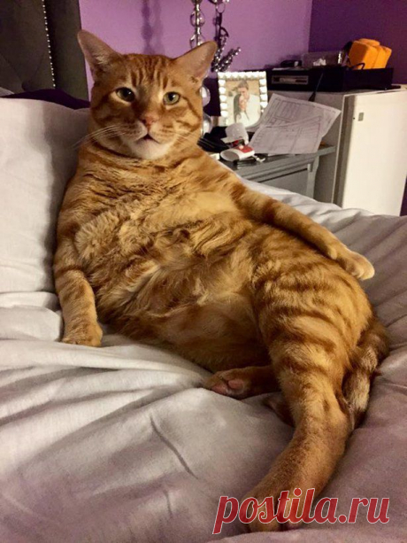 Позитив зверский. Кошатина замечательная, любимая