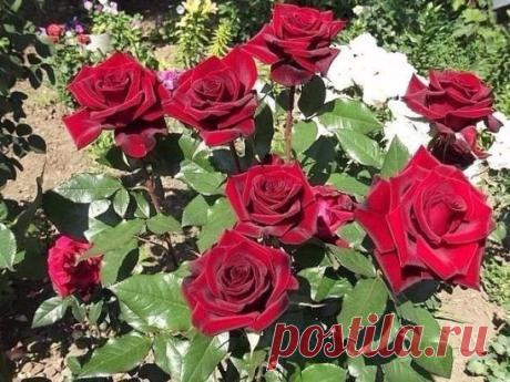 (10) Одноклассники