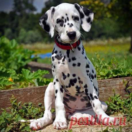 If There Was A ’101 Dalmatians’ Remake These 101 Adorable Pups Should Be The Stars (PHOTOS) | Pixable