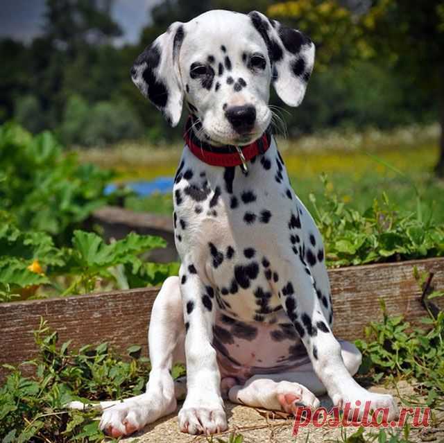 If There Was A ’101 Dalmatians’ Remake These 101 Adorable Pups Should Be The Stars (PHOTOS) | Pixable