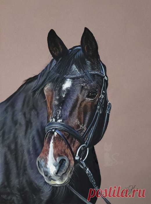 Рисунки и портреты лошадей Кати Зауэр