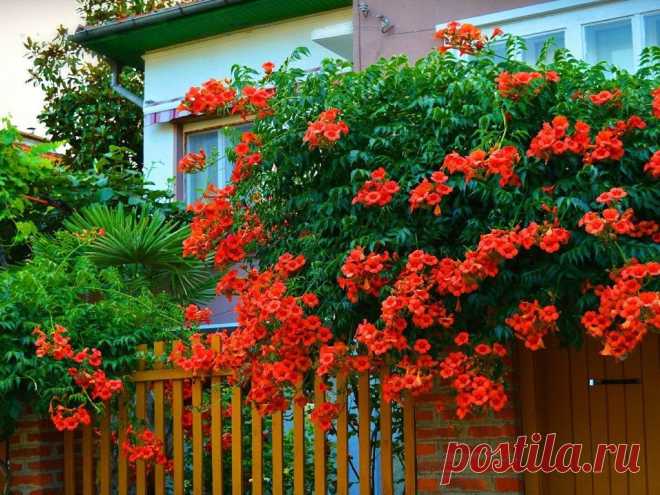 Вьющиеся и плетущиеся растения возле дома Трудно в наши дни представить современный приусадебный участок без цветущих растений. А когда они ещё вьются и плетутся, то это вообще красота!