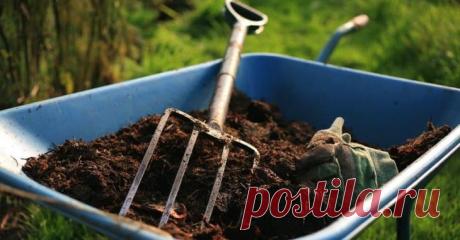 Как происходит подкормка коровяком помидор Достоинства и недостатки этого натурального удобрения
У коровяка есть масса плюсов.Он подходит не только помидорам. Его любят и другие овощи, и плодовые деревья, и даже цветы (как на клумбе, так и ком...