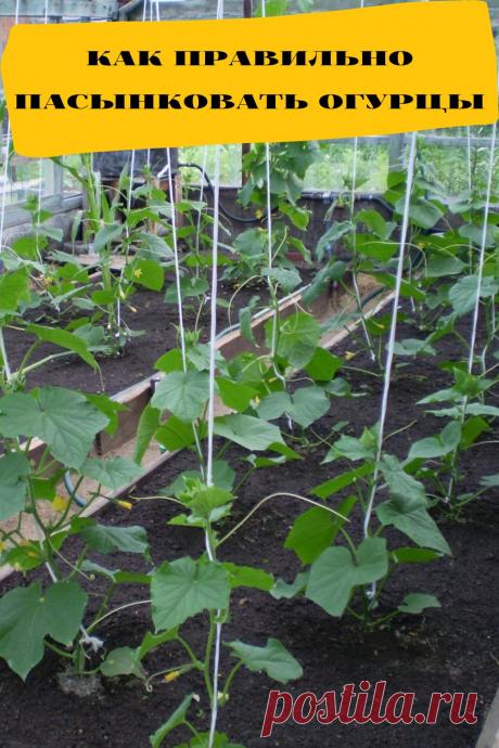 как правильно пасынковать огурцы