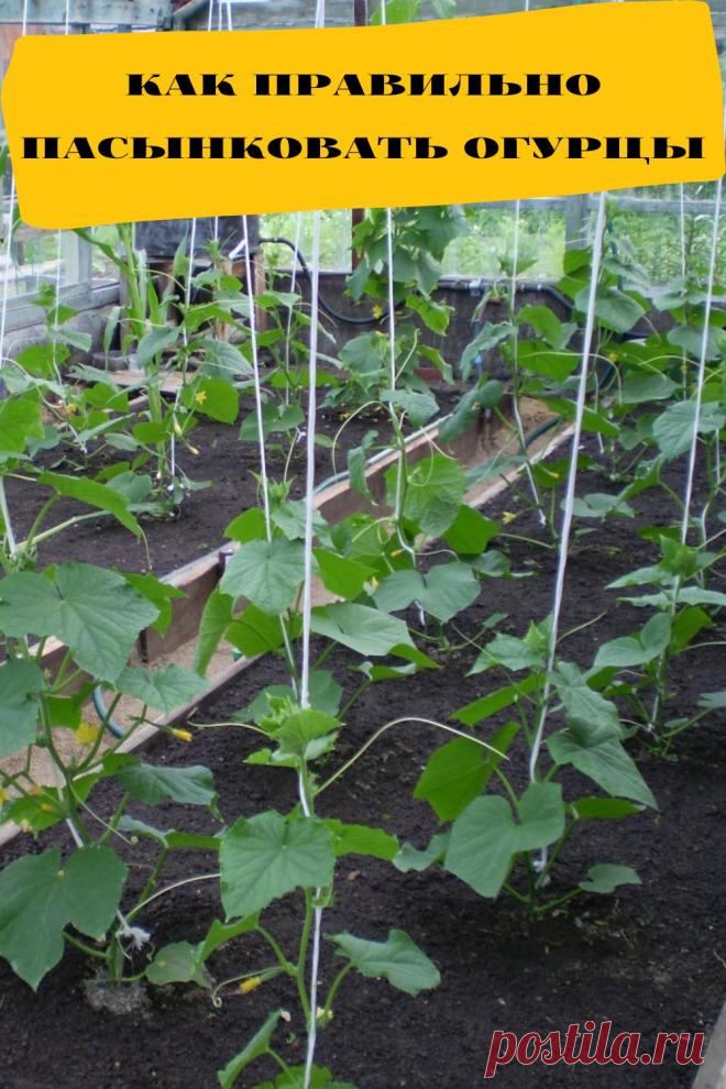 как правильно пасынковать огурцы