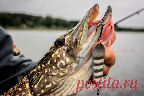 Ловля щуки весной - снасти, клев и приманки | Блог Rybalka4you - Рыболовный интернет магазин Rybalka4you
