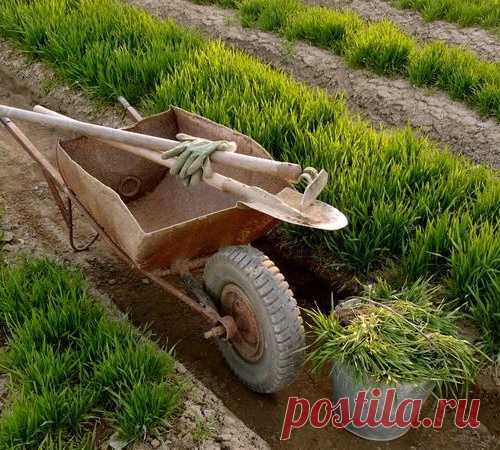 Органические удобрения из растений