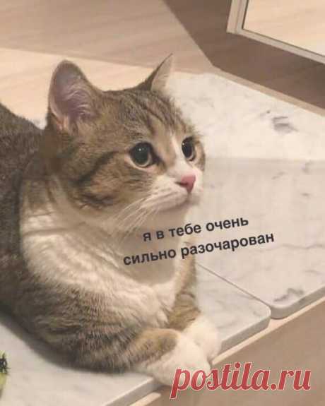 кoгдa нe пoкopмил 8й paз зa дeнь кoтa