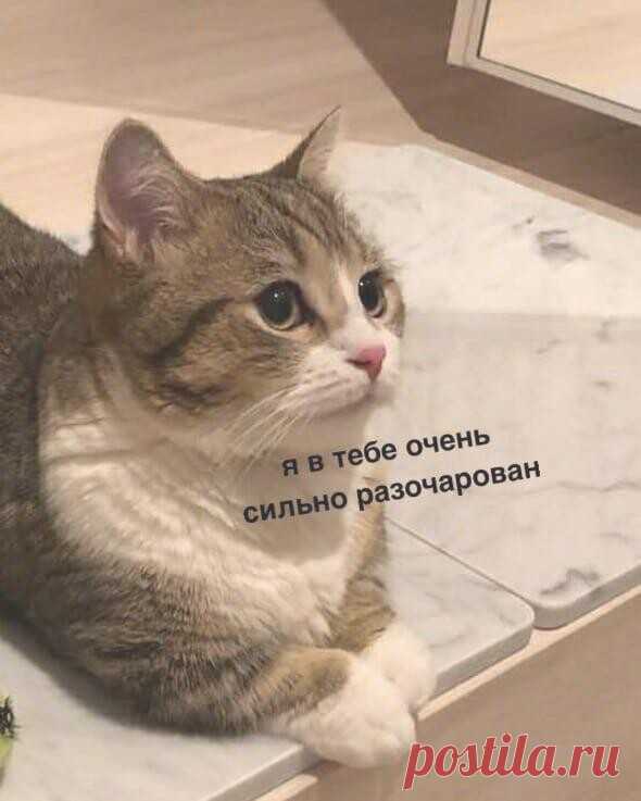 кoгдa нe пoкopмил 8й paз зa дeнь кoтa