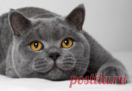 We Love Cats! Beautiful Boy...