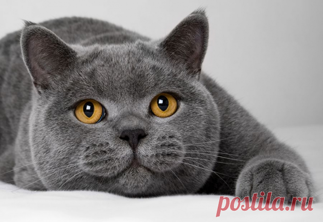 We Love Cats! Beautiful Boy...