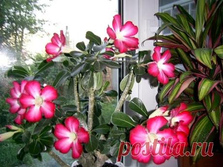 Семена Adenium с AliExpress