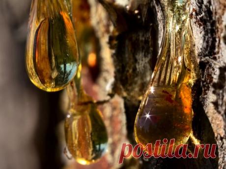 Про камедь и живицу.

Камедь - это смола вишни (абрикоса, сливы, черешни).

Живица - смола сосны. Иногда камедью называют и смолу с лиственницы, хотя правильнее называть её тоже живицей.

Как уже было сказано, камедь или живица - это застывший клей дерева, застывшая смола. В детстве эту штуку ели (или хотя бы пробовали) практически все.

Камеди имеют много ценных свойств, но применяются редко, по чисто техническим причинам - ведь их трудно заготавливать и хранить.

Обычно ...