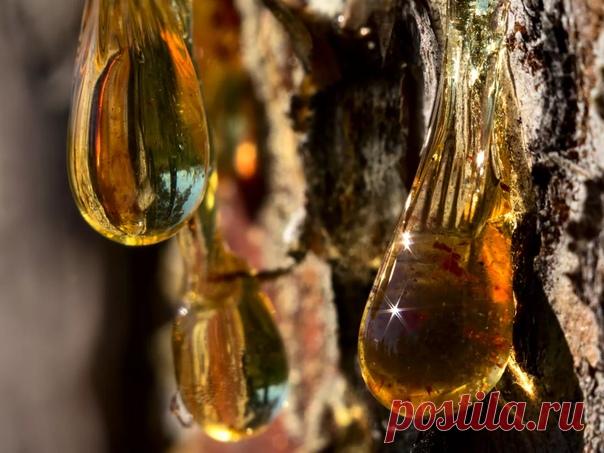 Про камедь и живицу.

Камедь - это смола вишни (абрикоса, сливы, черешни).

Живица - смола сосны. Иногда камедью называют и смолу с лиственницы, хотя правильнее называть её тоже живицей.

Как уже было сказано, камедь или живица - это застывший клей дерева, застывшая смола. В детстве эту штуку ели (или хотя бы пробовали) практически все.

Камеди имеют много ценных свойств, но применяются редко, по чисто техническим причинам - ведь их трудно заготавливать и хранить.

Обычно ...