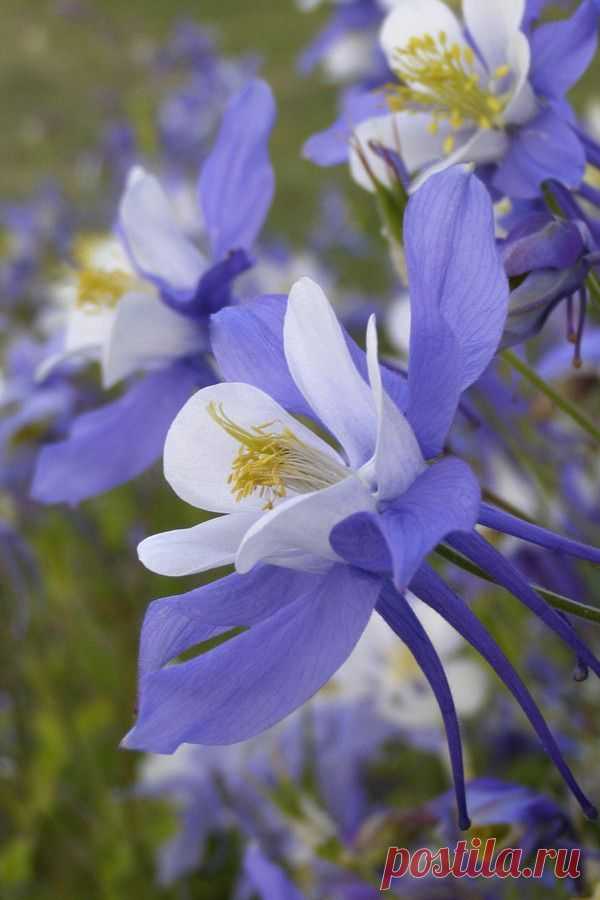 Найдено на сайте 500px.com.